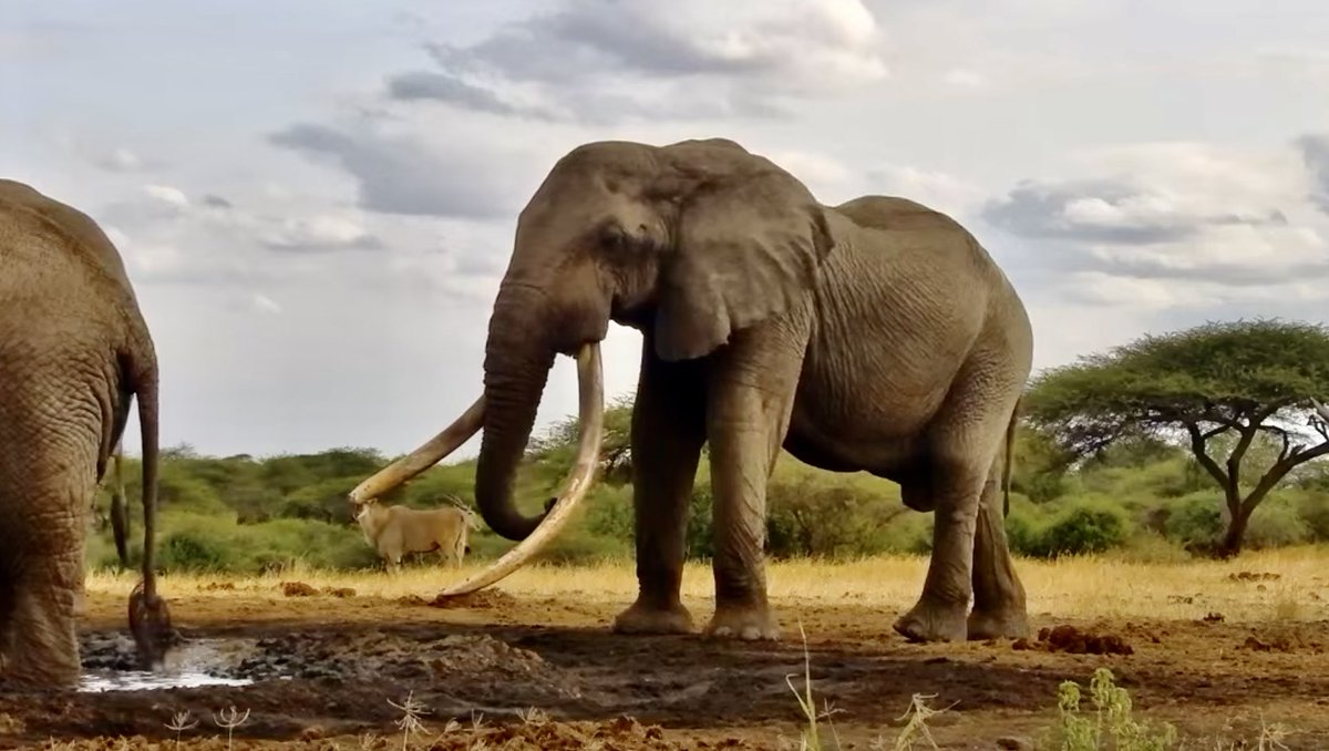 One Ton and Friends on ⁦<a href="/AfricamWildlife/">Africam Live</a>⁩ a while ago. #worldelephantday #Wildearth