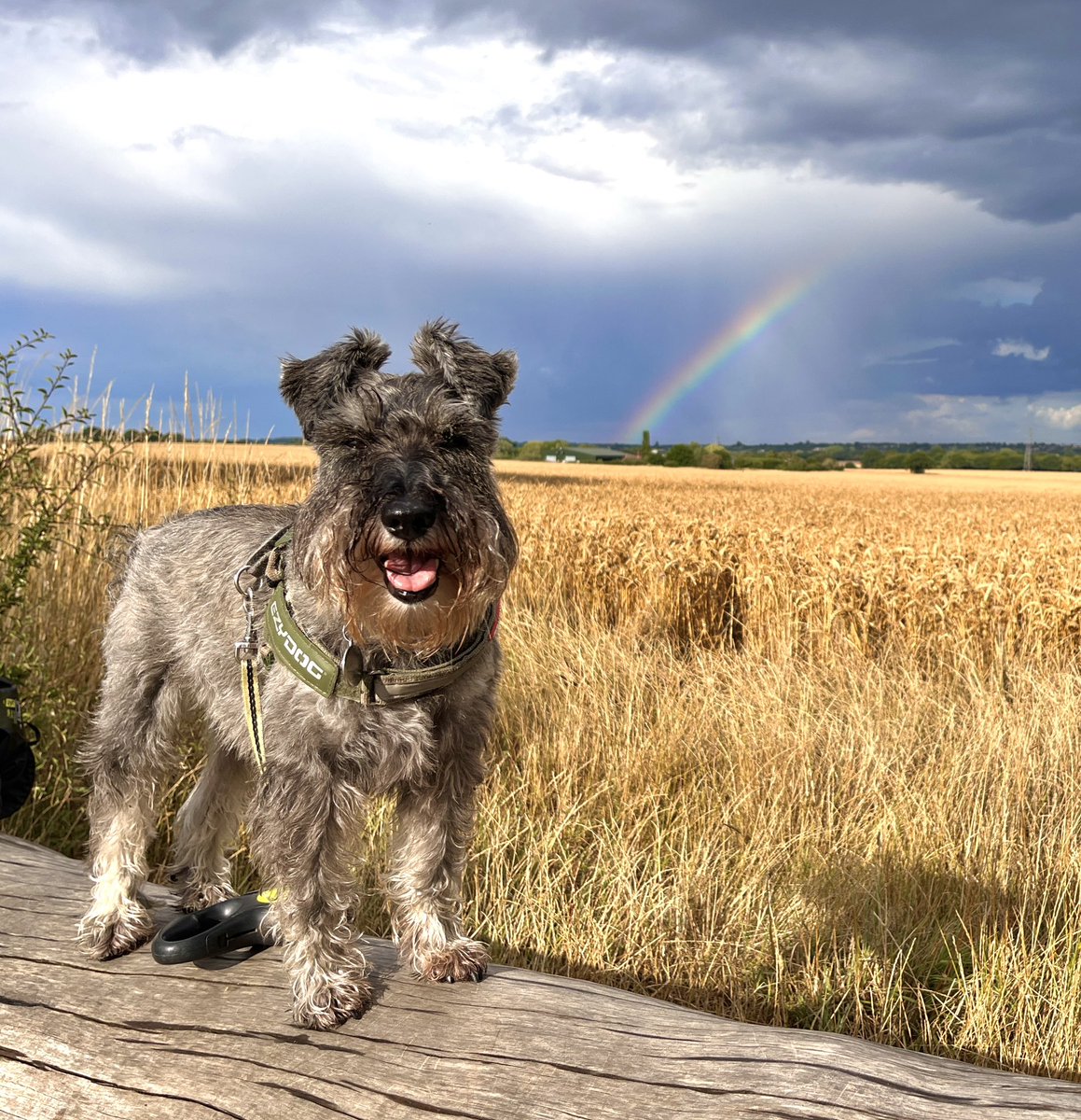 “You’ll never find a rainbow if you’re looking down.” 🌈
— Charlie Chaplin  

#Rainbow #Sky #DarkSky #StormClouds #Captivating #Nature #Dogs #Dogsofx #Schnauzers #SchnauzerGang