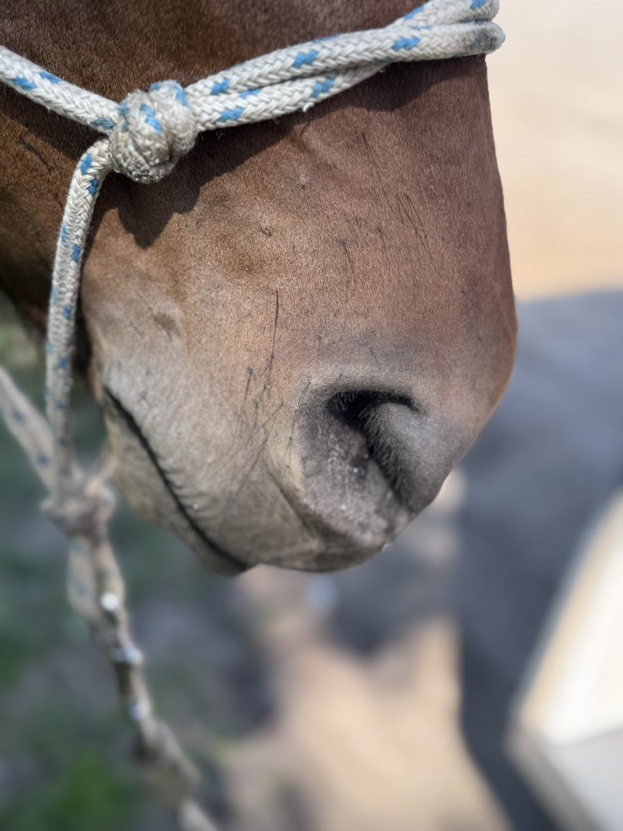 Horse noses are the best noses.