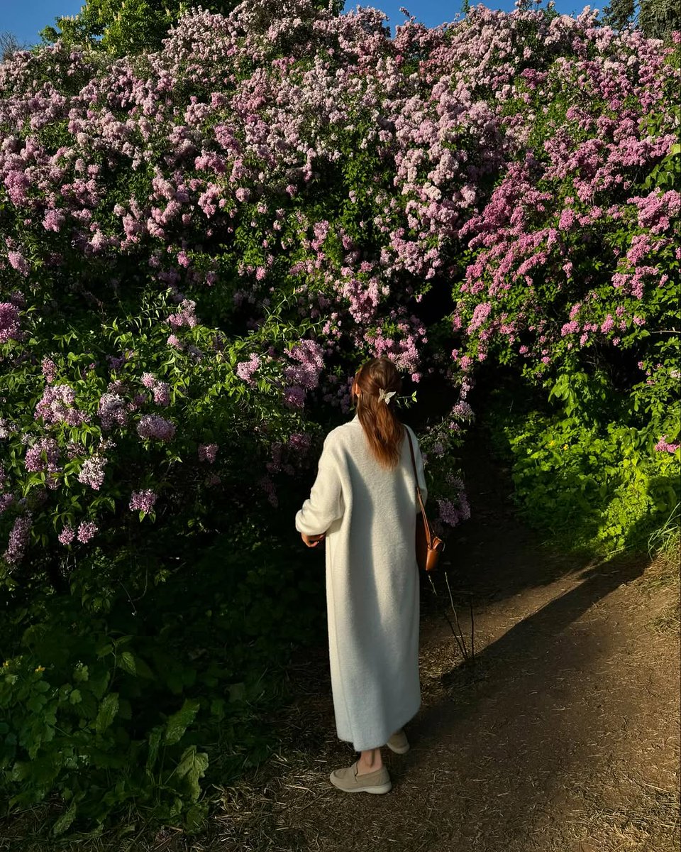 kathy_602sl's tweet image. 5am, the botanical garden, the lilacs and me #lilac #Flowerviewing