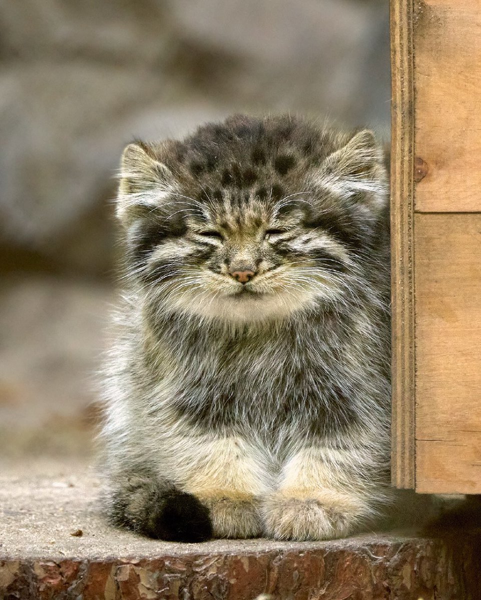 Daily Manul (@dailymanul) on Twitter photo 