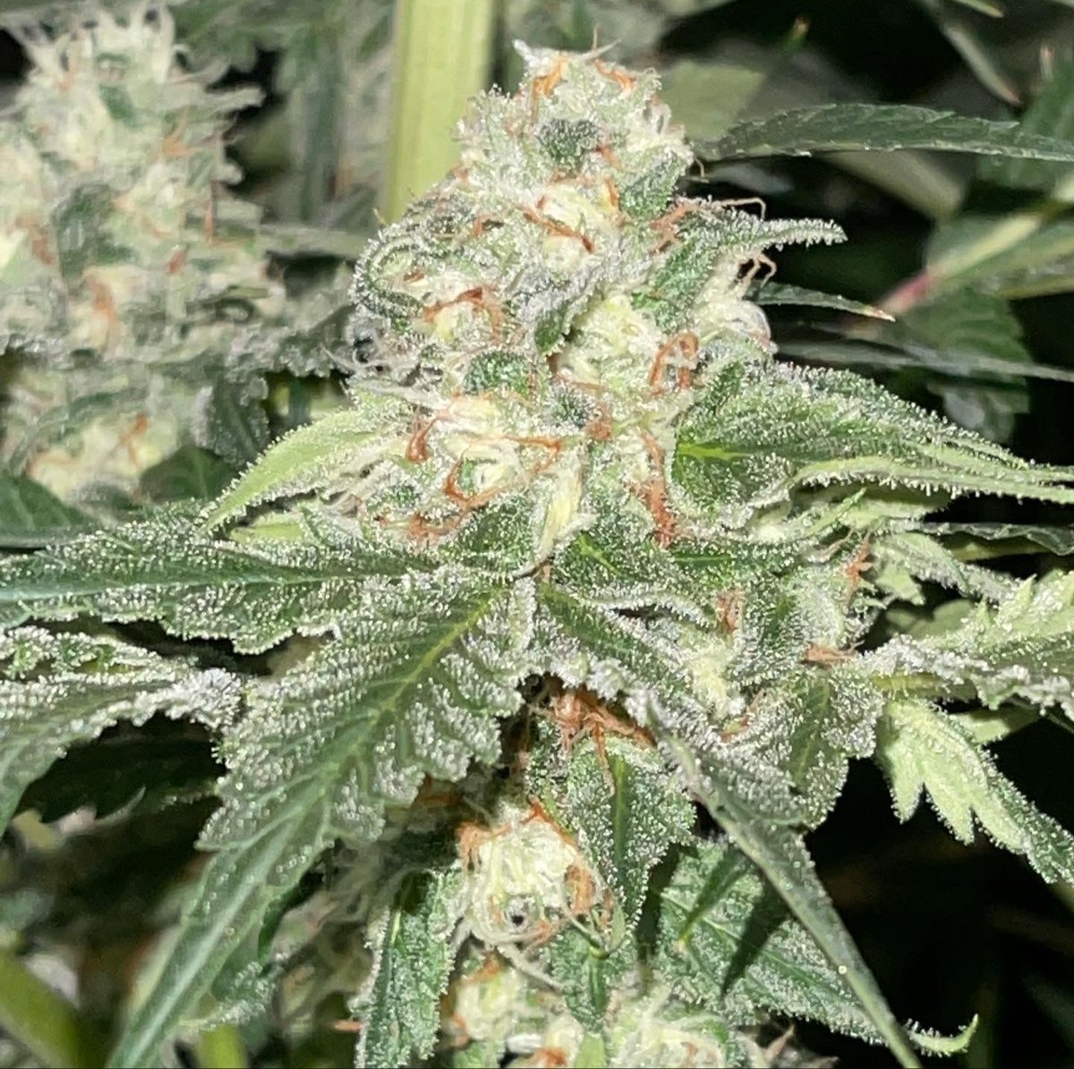 fullmoonfarms707 (@fullmoon7071) on Twitter photo Nuclear Scary Bubbles day 42 courtesy of <a href="/nukeheads/">Nukeheads</a>.nutrients looking so flame. Beautiful bublegum nose already 💪🔥 Nuclear Scary Bubbles day 42 courtesy of <a href="/nukeheads/">Nukeheads</a>.nutrients looking so flame. Beautiful bublegum nose already 💪🔥