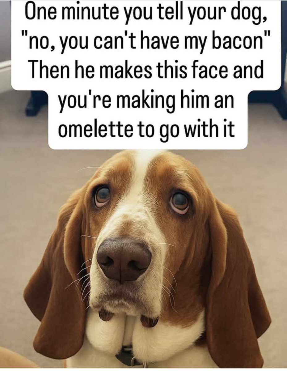 teddywright's tweet photo. So true! #bassethound https://t.co/9w93pRTdn1