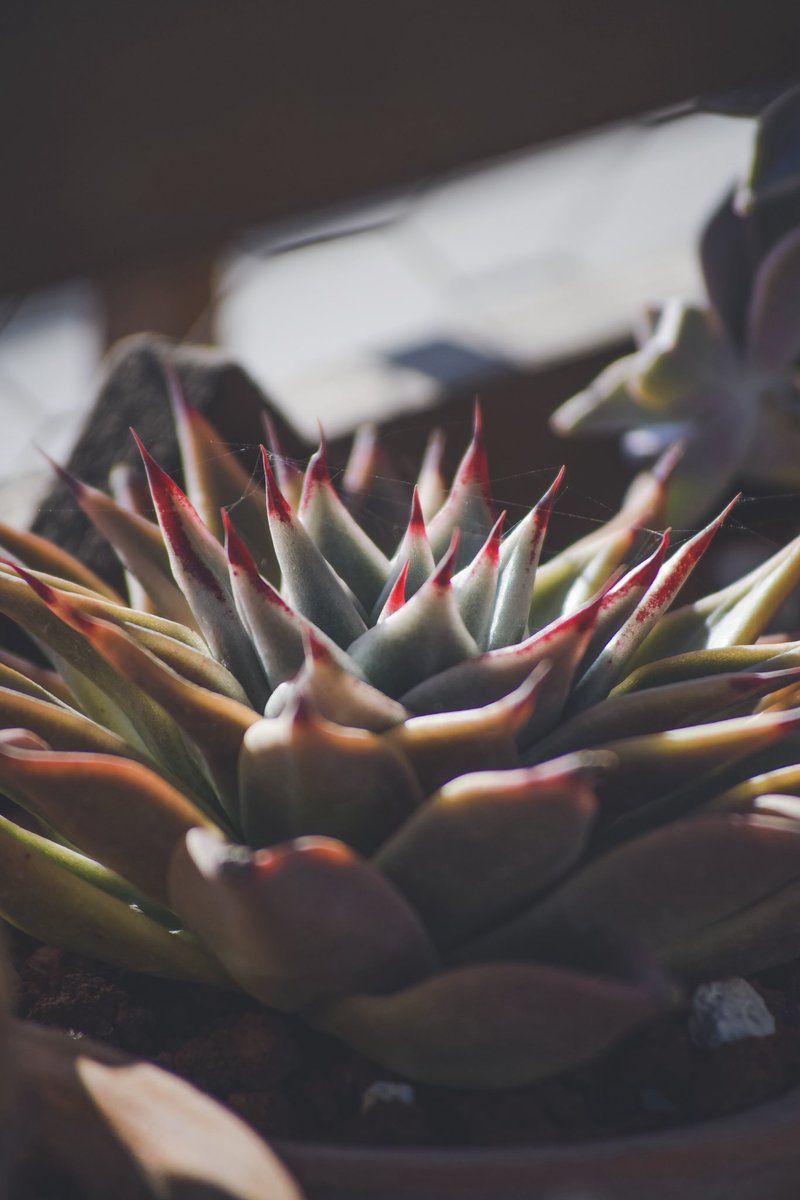 Extrañaba tomarles fotos a mis plantas 😍 ¿cómo les ha ido esta temporada a sus plantas?