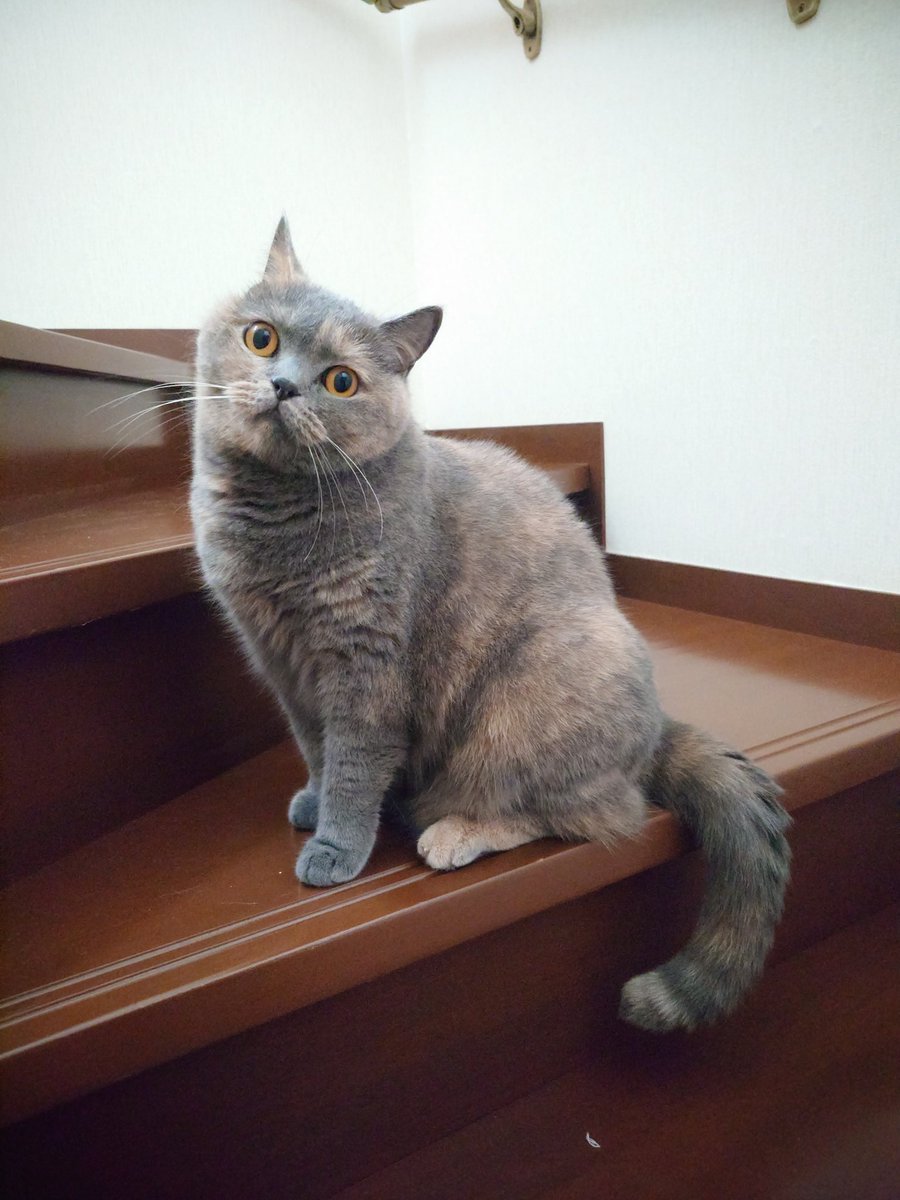 おはモカちゃん
#ブリティッシュショートヘア 
#猫のいる暮らし