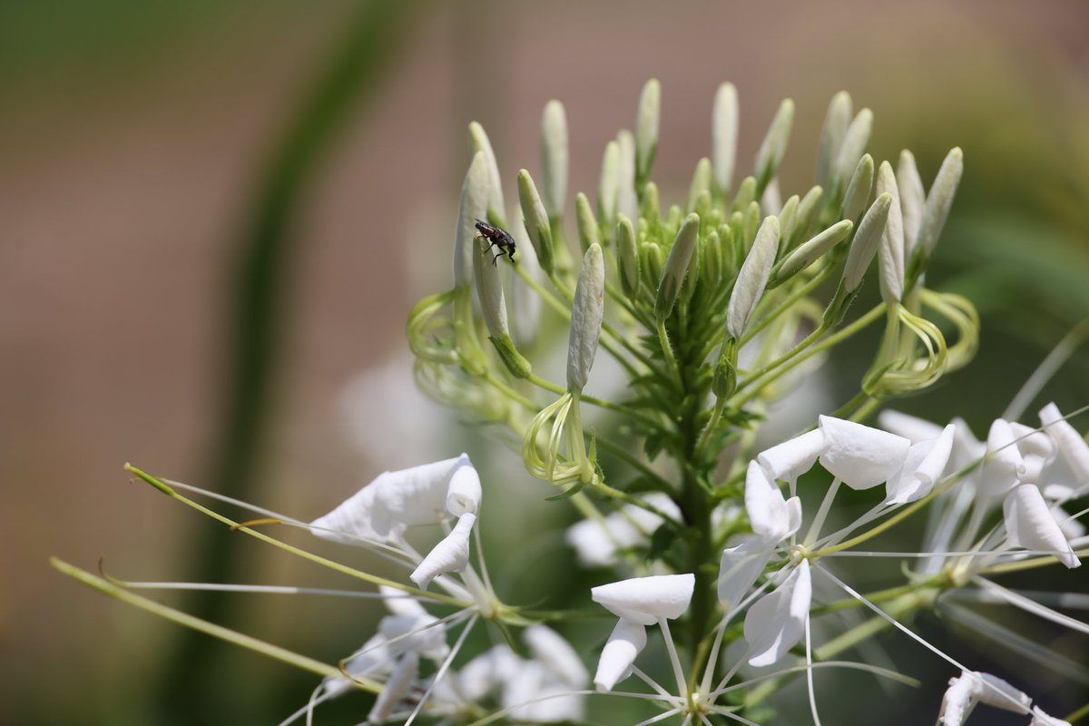 おはようございます。