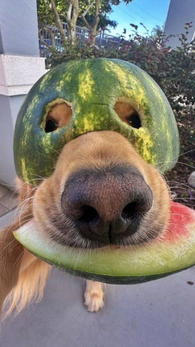 IvyWalker25's tweet image. When life gives you watermelons, make a helmet 🍉🐶 He’s sweet, stylish, and slightly ridiculous—and I wouldn’t change a thing. #WatermelonDog #PetHumor #DogLife #FunnyPets #SummerVibes #FurryFriend #RealMoments #CutePets
