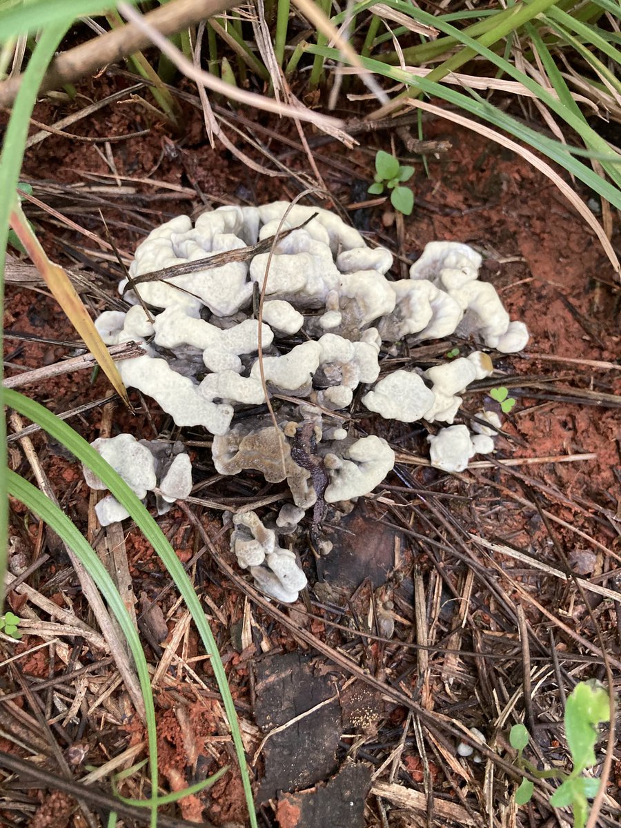 堀博美＠きのこライター on X