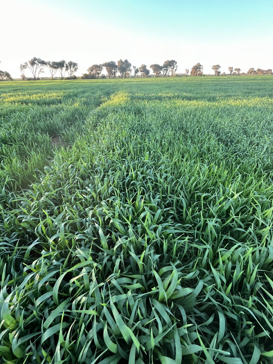 Ever wondered what 400kg/ha sowing rates look like for wheat in the Midwest? 

A: So Euro.

Vixen wheat sown late into ameliorated loam soils set up to give it a nudge. 

If it doesn’t blow itself to pieces it’ll be a spectacle.