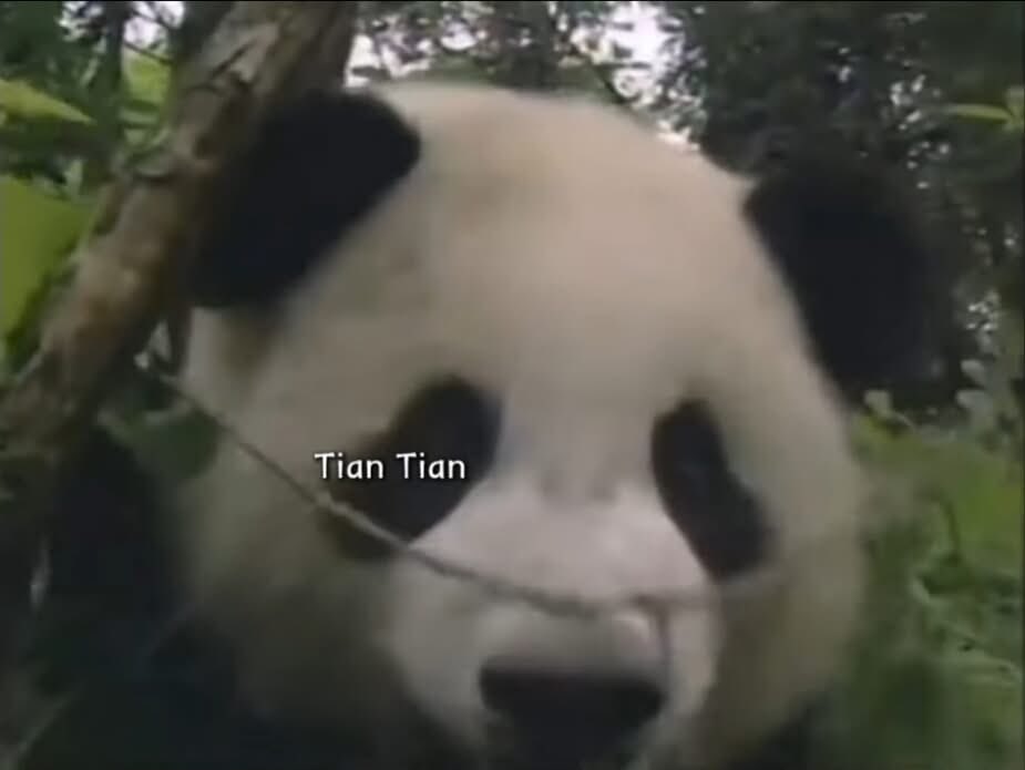pinkypanda0823's tweet photo. NNLY and Happy #Tiansday!! Look at how cute my Daddee @tiantianpanda97 was as a cubbie. https://t.co/d1ejvgBnKk
