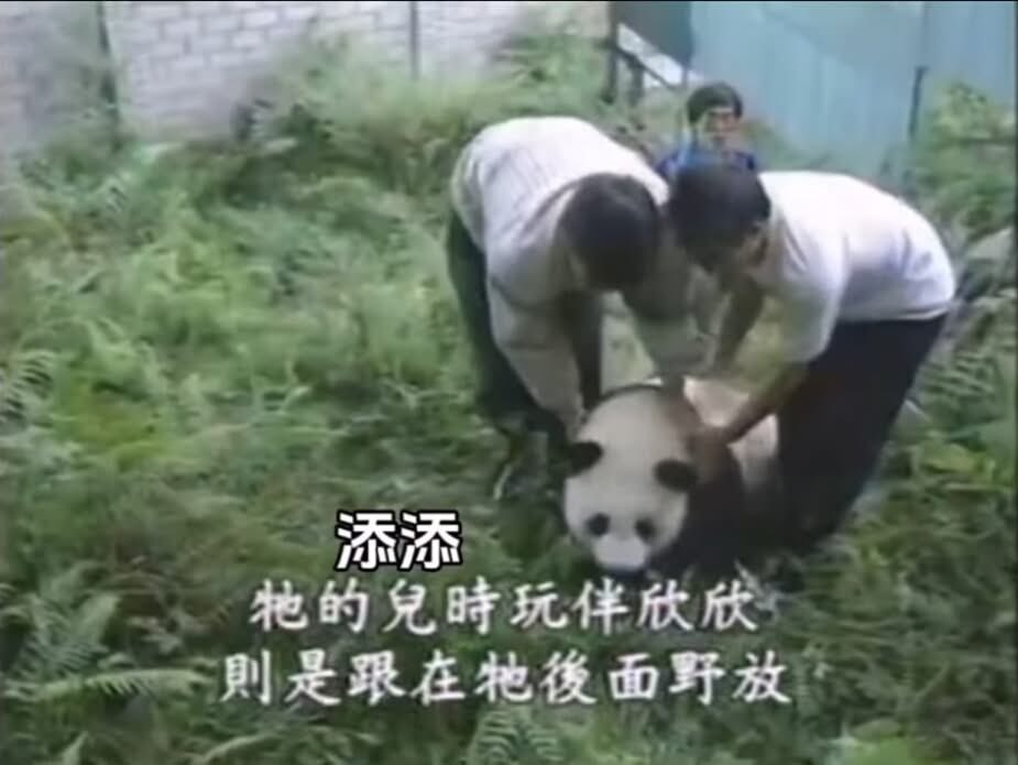 pinkypanda0823's tweet photo. NNLY and Happy #Tiansday!! Look at how cute my Daddee @tiantianpanda97 was as a cubbie. https://t.co/d1ejvgBnKk