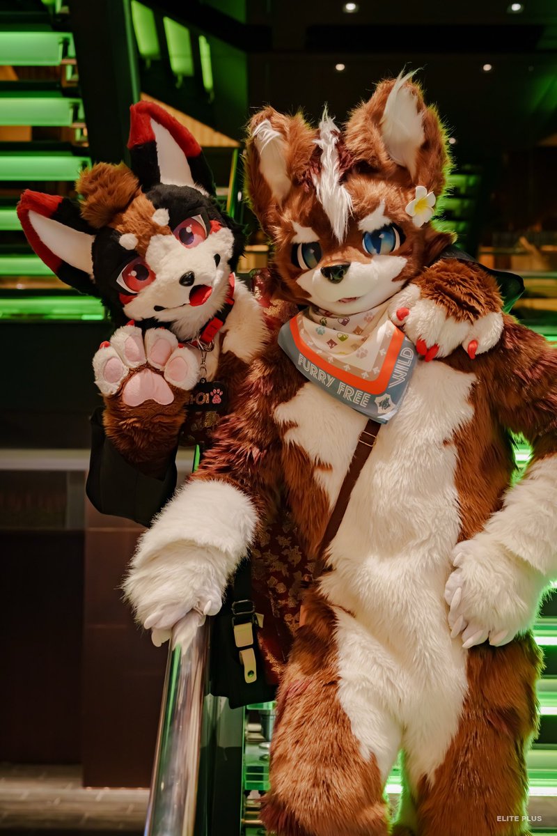 かわいい子🥰
📷<a href="/ELPL_Fur/">ELite PLUS📷 🔜 Fur:raid</a> 
#FursuitEveryday 
#UTFG2025