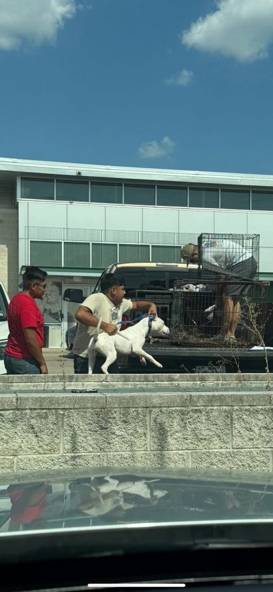 LisaBrabson's tweet photo. ATTENTION⚠️

Look at this dog being handed over by #DallasAnimalServices and Adoption Center and given to these men that walked outside and literally manhandled and thrown the poor dog into a cage in the back of a pickup.  #Dallas tmw at the City Council meeting!   
#DogLovers https://t.co/9HuYHvfSv0