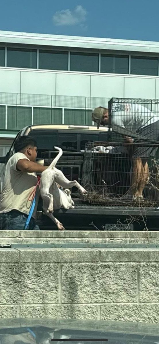 LisaBrabson's tweet photo. ATTENTION⚠️

Look at this dog being handed over by #DallasAnimalServices and Adoption Center and given to these men that walked outside and literally manhandled and thrown the poor dog into a cage in the back of a pickup.  #Dallas tmw at the City Council meeting!   
#DogLovers https://t.co/9HuYHvfSv0
