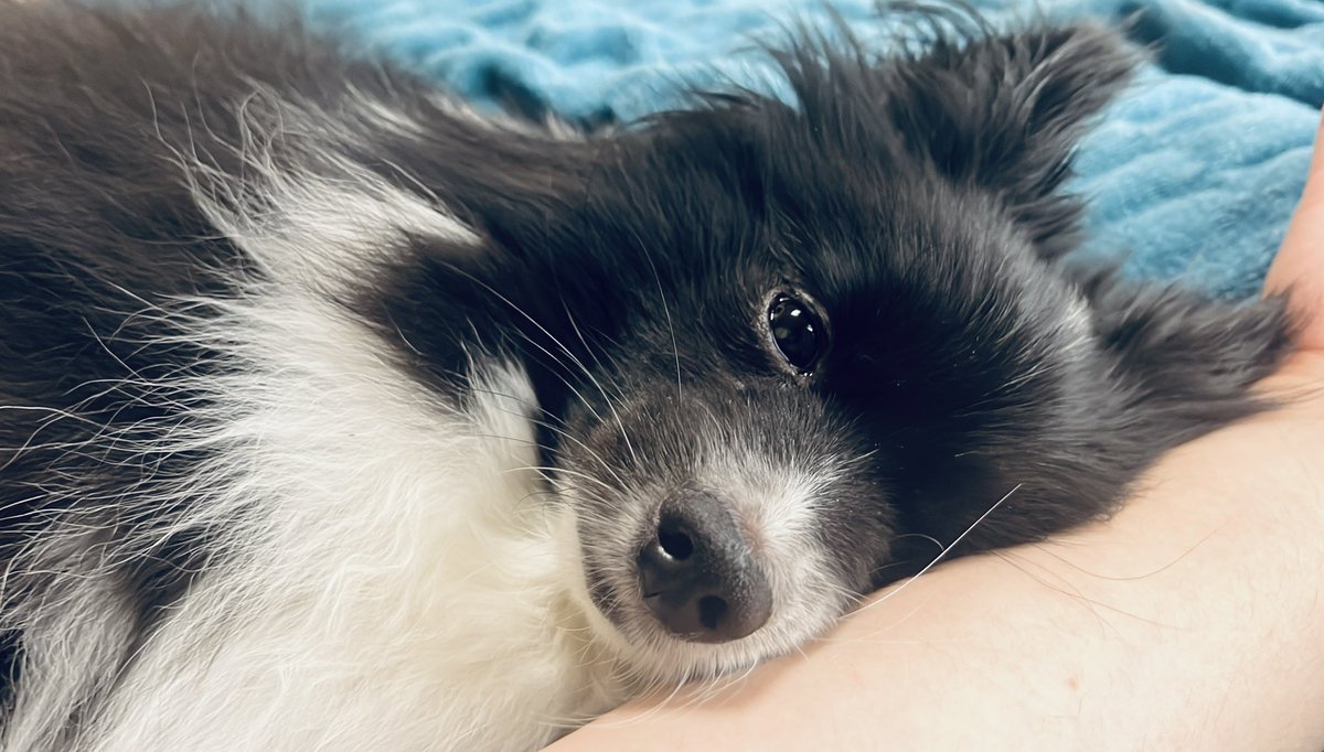 激カワあざと犬