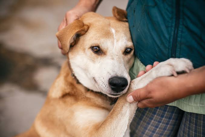 Babita77PR's tweet photo. Supreme Court ka verdict: "Street dogs ko shelter, suraksha &amp; respect milna chahiye." 🐕⚖️ Intent achha hai… lekin ground reality alag kahani keh rahi hai.

#StreetDogs #SupremeCourtVerdict https://t.co/uA8WjHwypE
