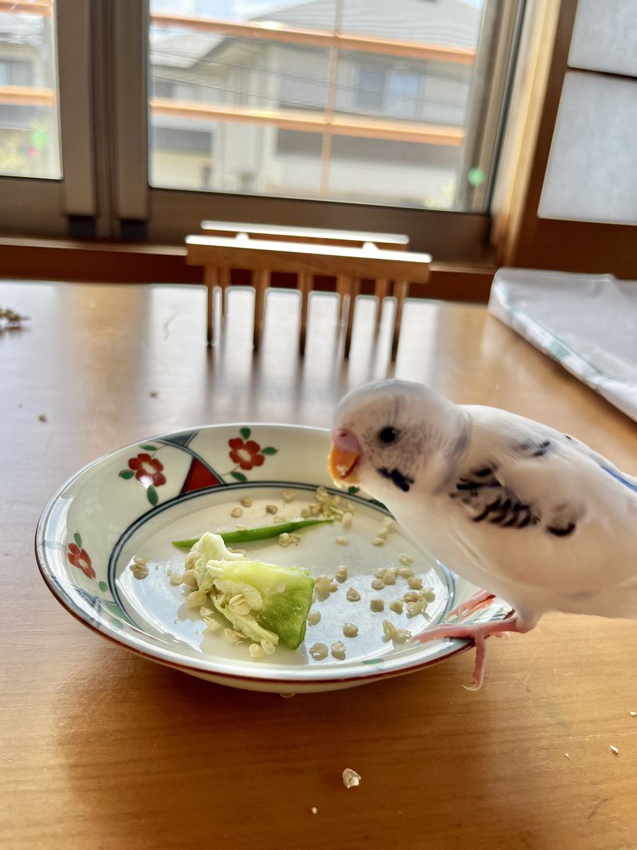 Kix20Yo's tweet photo. あ〜鳥かわいい。
あ〜猫かわいい。
めっちゃかわいい。
かわいすぎるな。
これがマトリックスやったらいややな。

#猫好き
#鳥好き
#現実やんね https://t.co/m8dWM5UZGc
