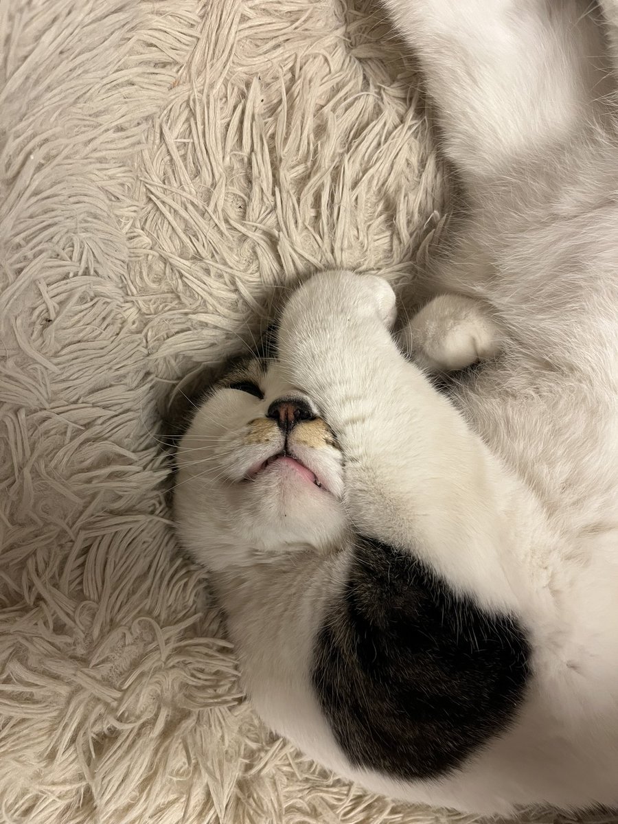 Kix20Yo's tweet photo. あ〜鳥かわいい。
あ〜猫かわいい。
めっちゃかわいい。
かわいすぎるな。
これがマトリックスやったらいややな。

#猫好き
#鳥好き
#現実やんね https://t.co/m8dWM5UZGc