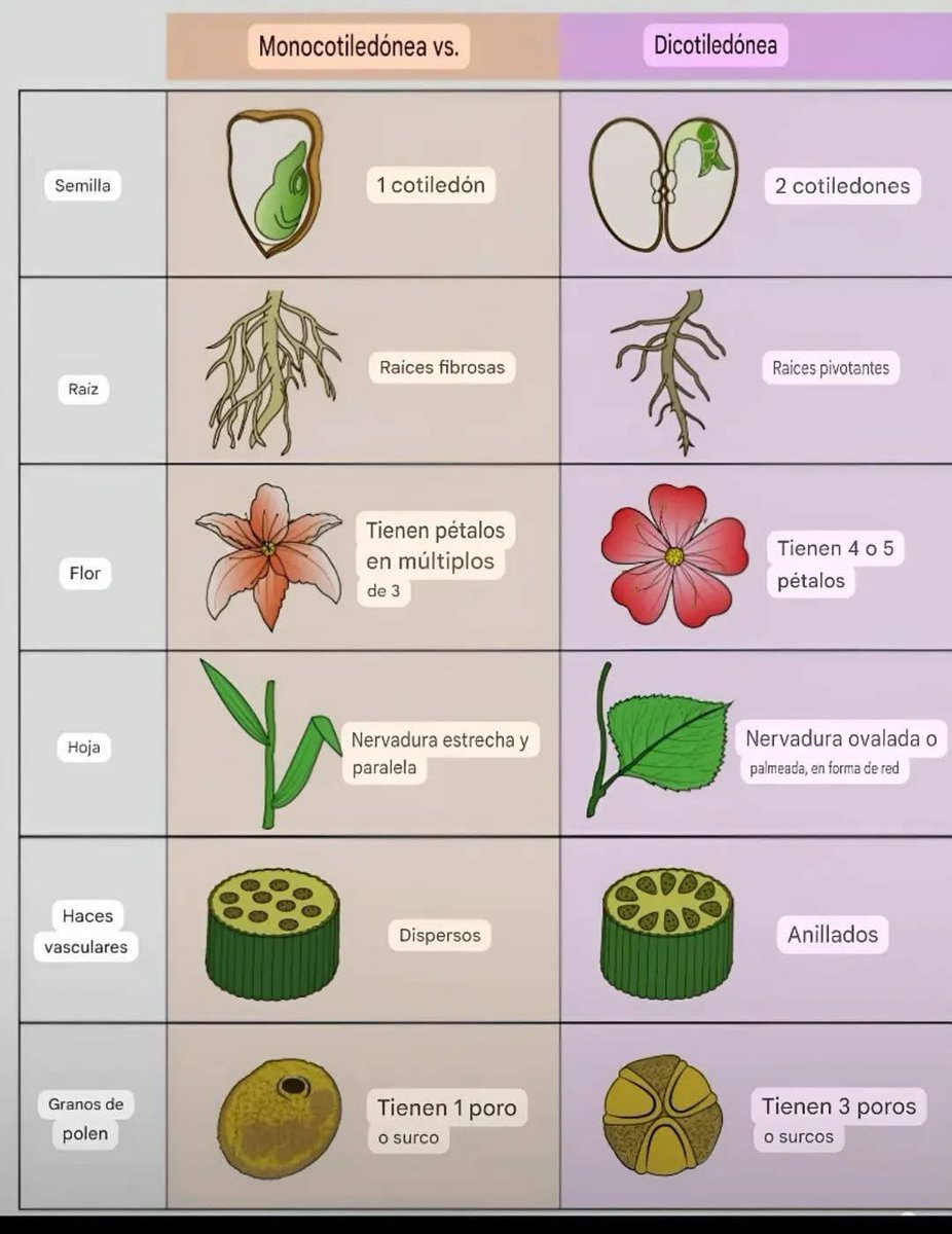 Plantas Monocotiledonea vs Dicoledonea