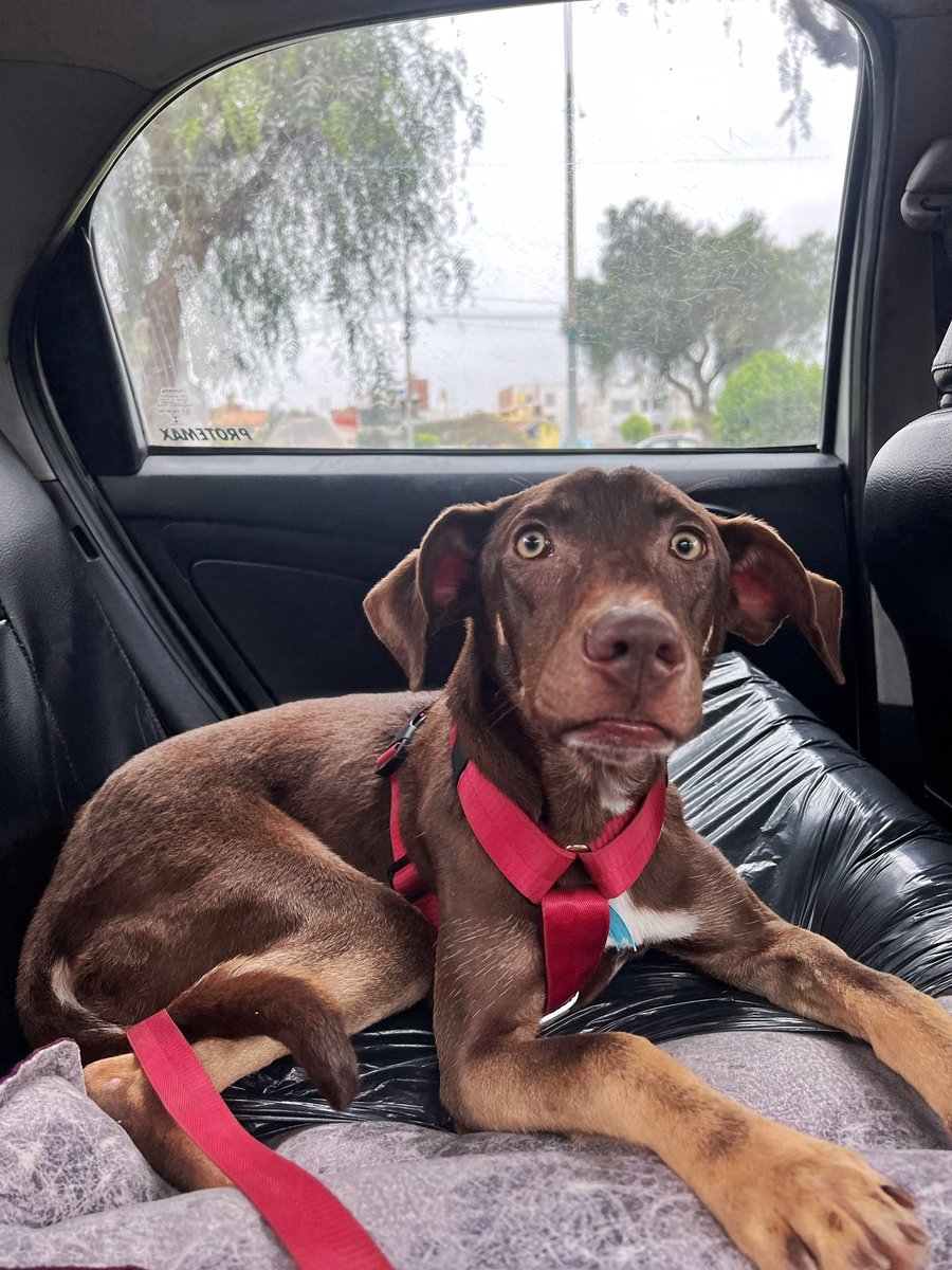 Nos faltan S/150 soles para completar el temporal de #Nutella 🙏🏽 hay la llevamos al nuevo  y esperemos mejore para poder darla en adopción. A veces las personas quieren perros perfectos y aunque eso no existe al menos podemos ayudar a que mejoren para que el proceso de adaptación