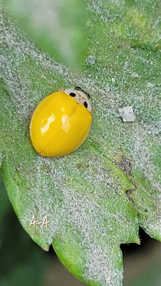 cha_p_wanwan's tweet photo. 黄色のてんとう虫くんを見つけました🐞💛

スピリチュアルな意味では、困難な状況にある時に黄色いてんとう虫に出会った場合、「助けを求めることを恐れず、周りの人に頼るように」というメッセージがあるそうです😌✨

午後も素敵な時間を·͜·ᰔᩚ🌈💕 https://t.co/gWV4T1d2y5