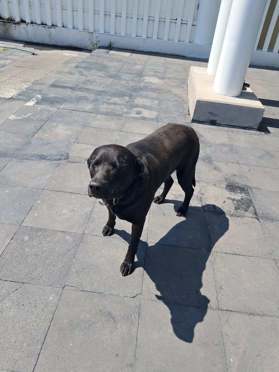 Él es negrito y después de trabajar sirviendo como vigilante ahora que ya es  viejito lo van a dormir.🥺

Ya no “sirve” para lo que lo utilizaban y ahora la única solución es matarlo.

Necesitamos conseguir con mucha urgencia un hogar temporal o un adoptante.

Está en CDMX.