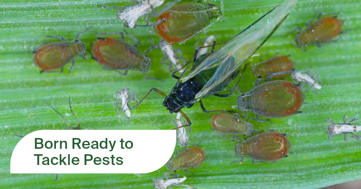 ❌ Hessian fly ❌ Aphids ❌ Grasshoppers ➡ Grow stronger stands and higher yields with the insect, disease and nutrient management power of Sativa IMF Sembolite Max. #seedtreatment. nufarm.com/usst/cereal-se…

#ag #grower #winterwheat #plant25 #agtwitter