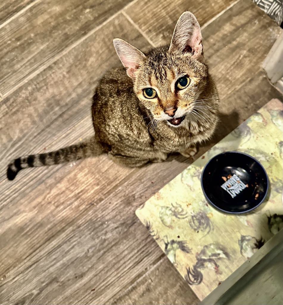 My messy Mack waiting not so patiently for another tin of food!❤️