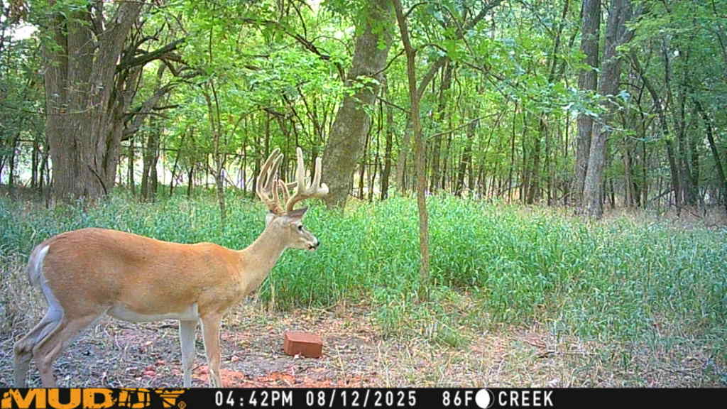 Conspiracy analysts tweet media