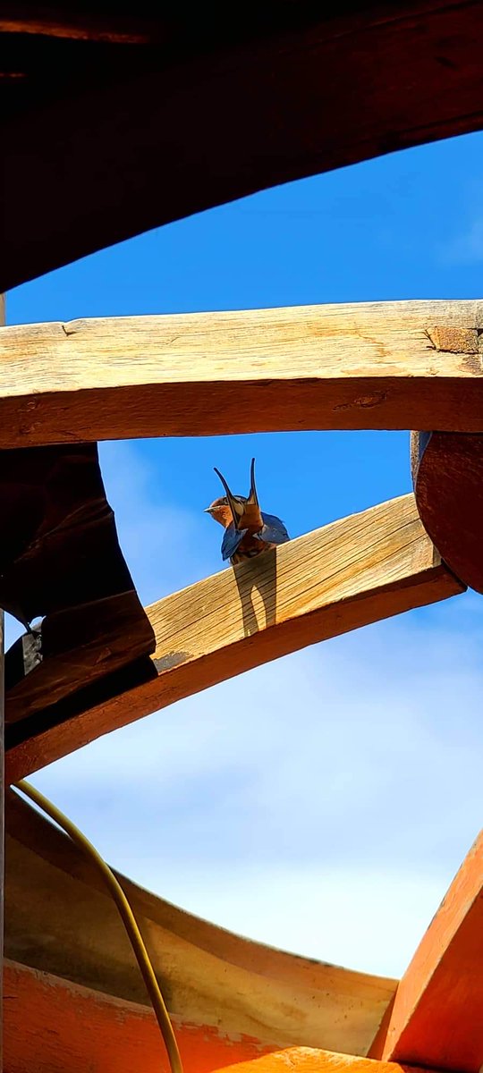 Өглөөний мэнд🌿🌼🌿🌼