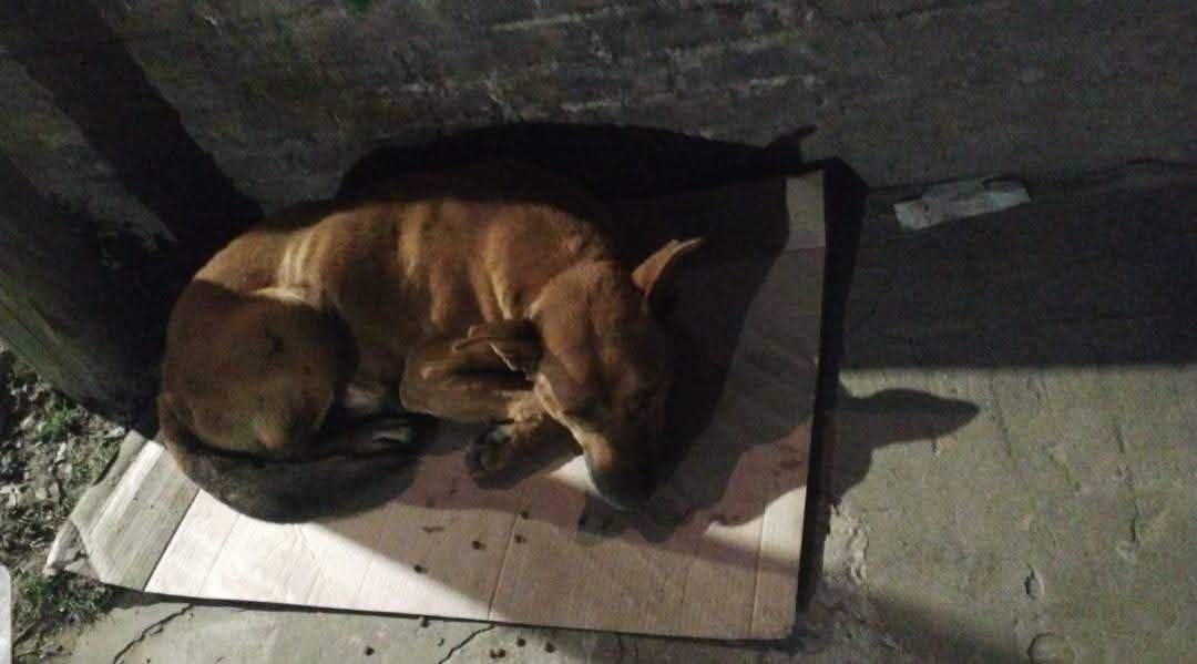 ⚠️URGENTE⚠️
LOMAS DE ZAMORA. CAMINO NEGRO.
HACE 6 DÍAS PUBLIQUÉ EL ALERTA DE ESTAS DOS ALMAS EN PENA.
facebook.com/share/p/1GRxpc…
LA AYUDA AÚN NO LLEGA. SE NECESITA CON URGENCIA. ESTÁN MAL. SE NECESITA:
*  LUGAR DE TRÁNSITO
* ALGUIEN QUE SE OCUPE
* DINERO PARA TRASLADO 
* DINERO PARA