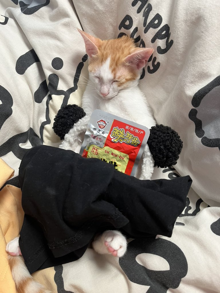 LizzyZ67359's tweet photo. 猫科动物在睡觉时十分警觉 https://t.co/lSk8tzPuf6