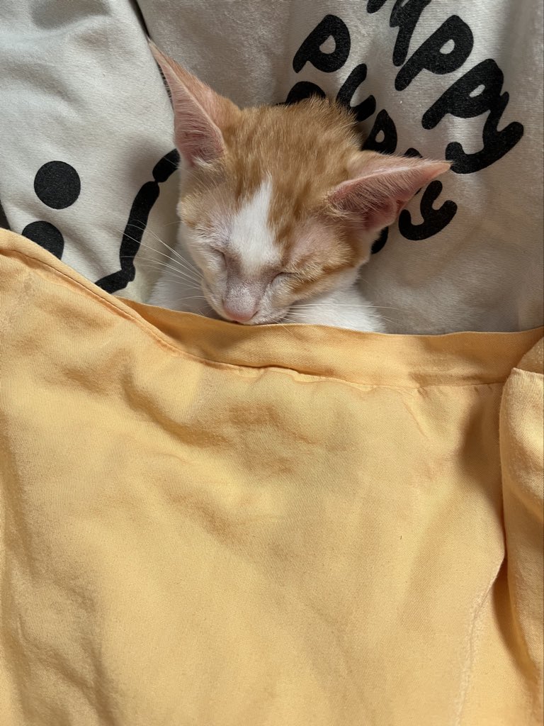 LizzyZ67359's tweet photo. 猫科动物在睡觉时十分警觉 https://t.co/lSk8tzPuf6