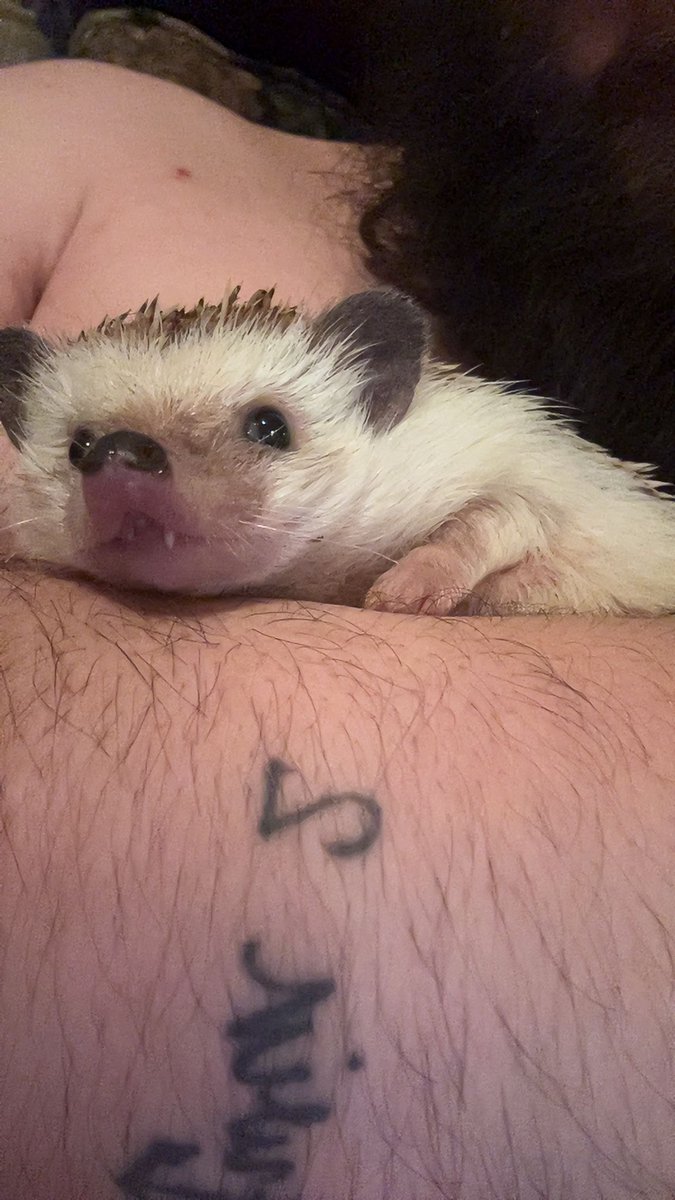 Rest In Peace Sonic 😢💔❤️ you will be missed dearly by everyone