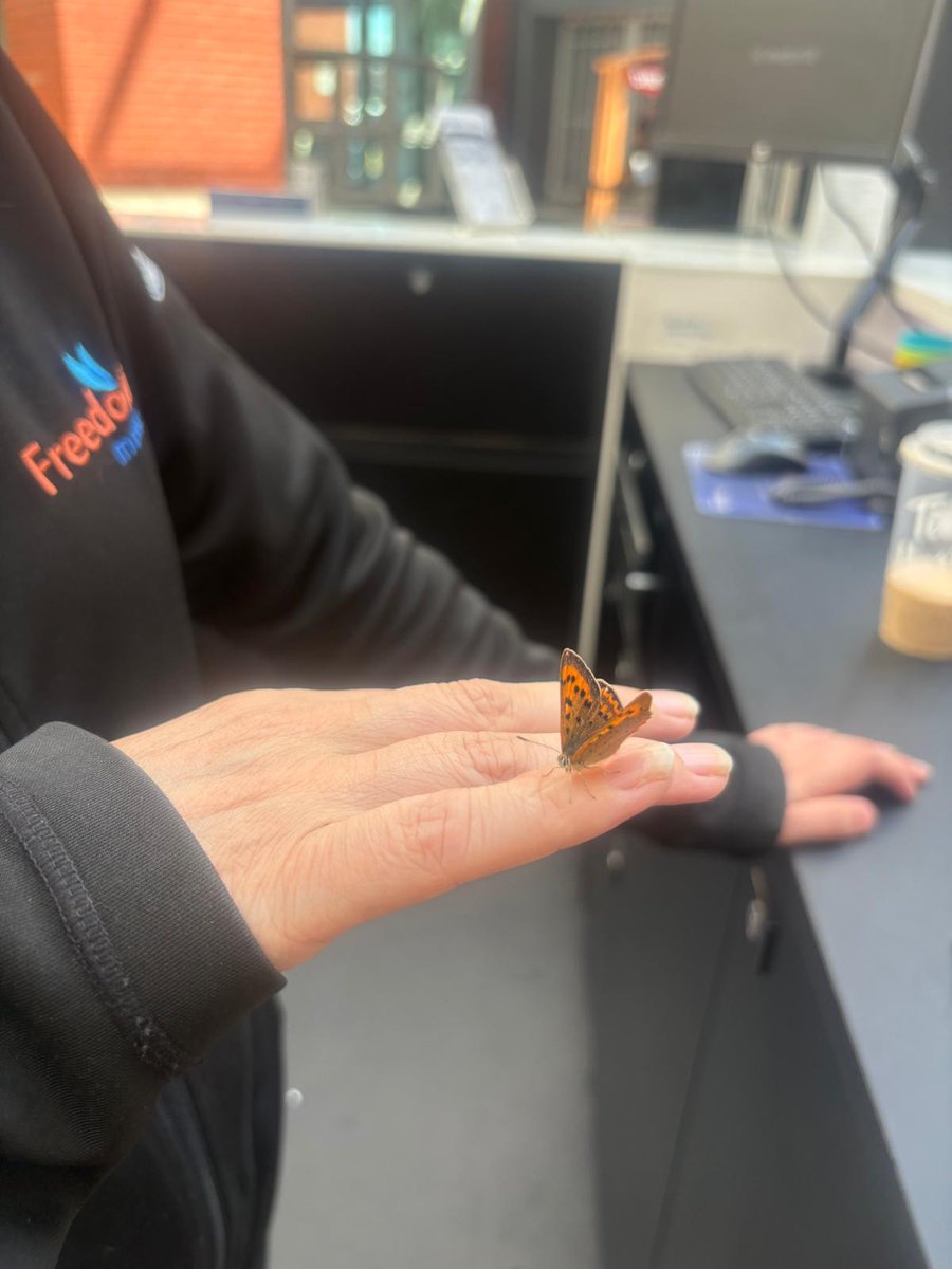 They say when a butterfly lands on you, it's a sign of good luck and that a loved one is near and watching over you from heaven. This little one landed on my jacket, right above my heart. Wouldn't let go of my finger.