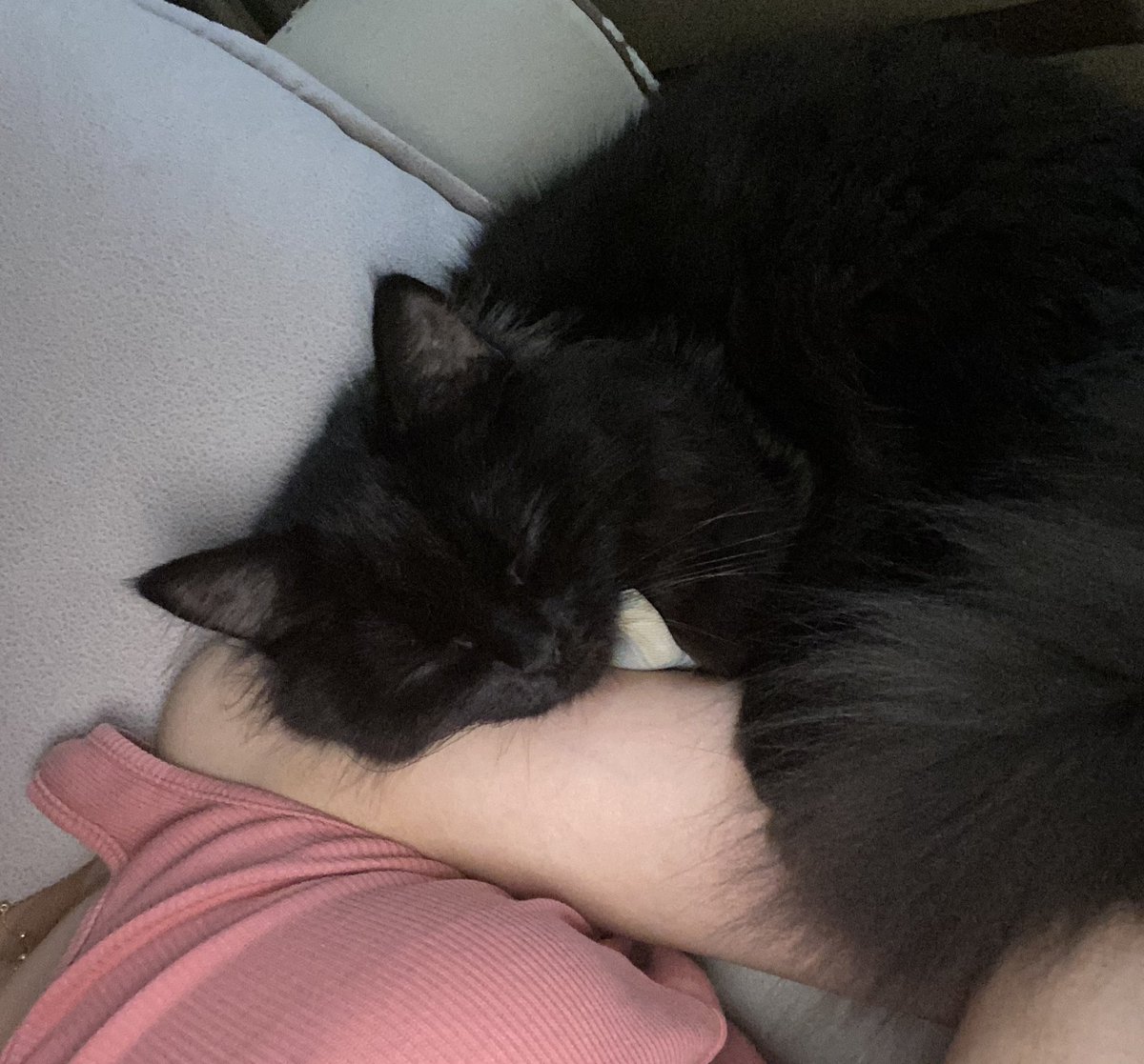 rahatı bozulmasın diye kıpırdamamak...
 bize iyi geceler 💤🌙