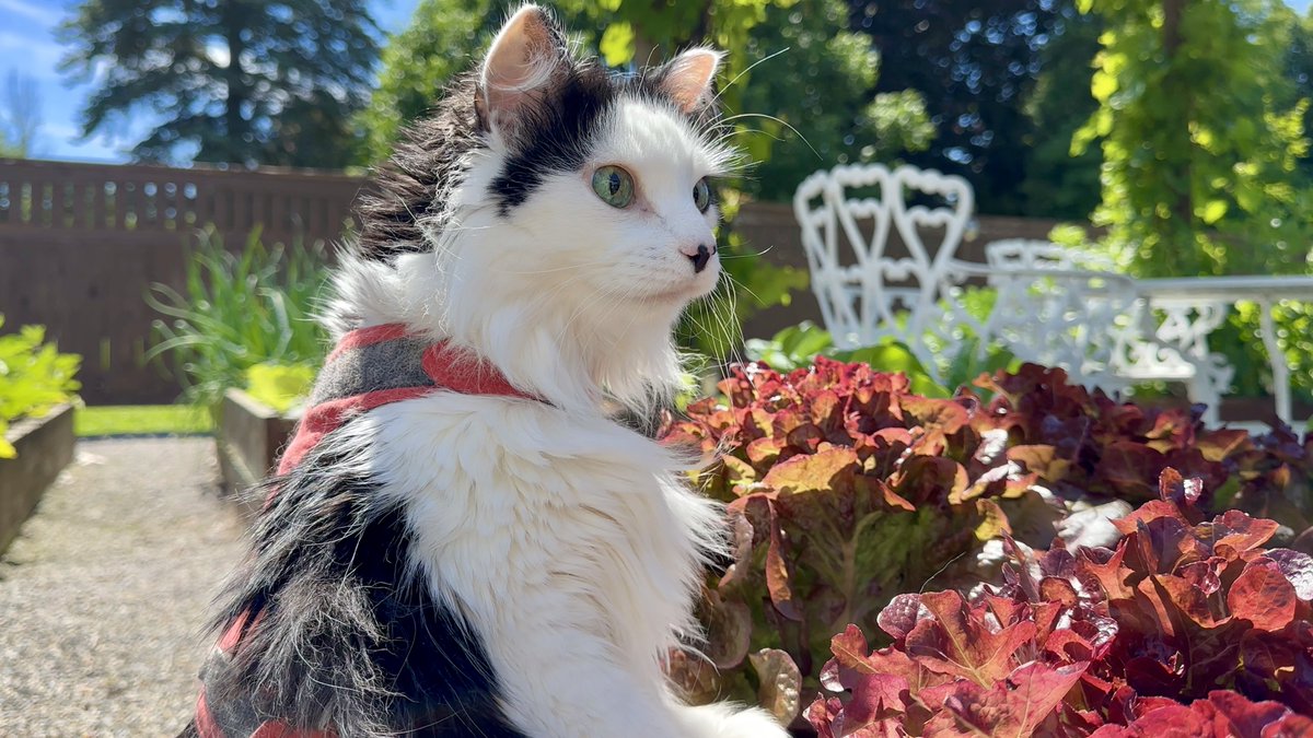 The Oreo Cat tweet media