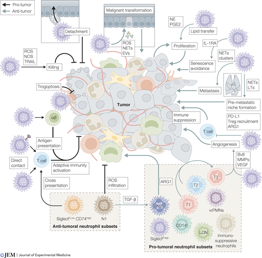 LabWaggoner's tweet photo. Review @JExpMed @niseto
Heart of the matter: Neutrophils, cancer, and cardiovascular disease
https://t.co/iskgIxEWhP https://t.co/lXq2pohOLQ