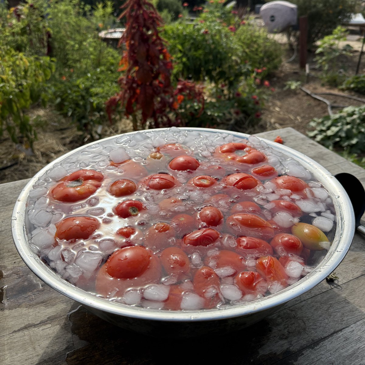 KevinEspiritu's tweet photo. "Bro we just gotta grind" sorry I couldn't hear you over the sweetly acidic scent of my late summer tomatoes blanching under an August sunset before I enjoy them over homemade pasta my from my backyard chickens' eggs https://t.co/bLw7QCC9m0