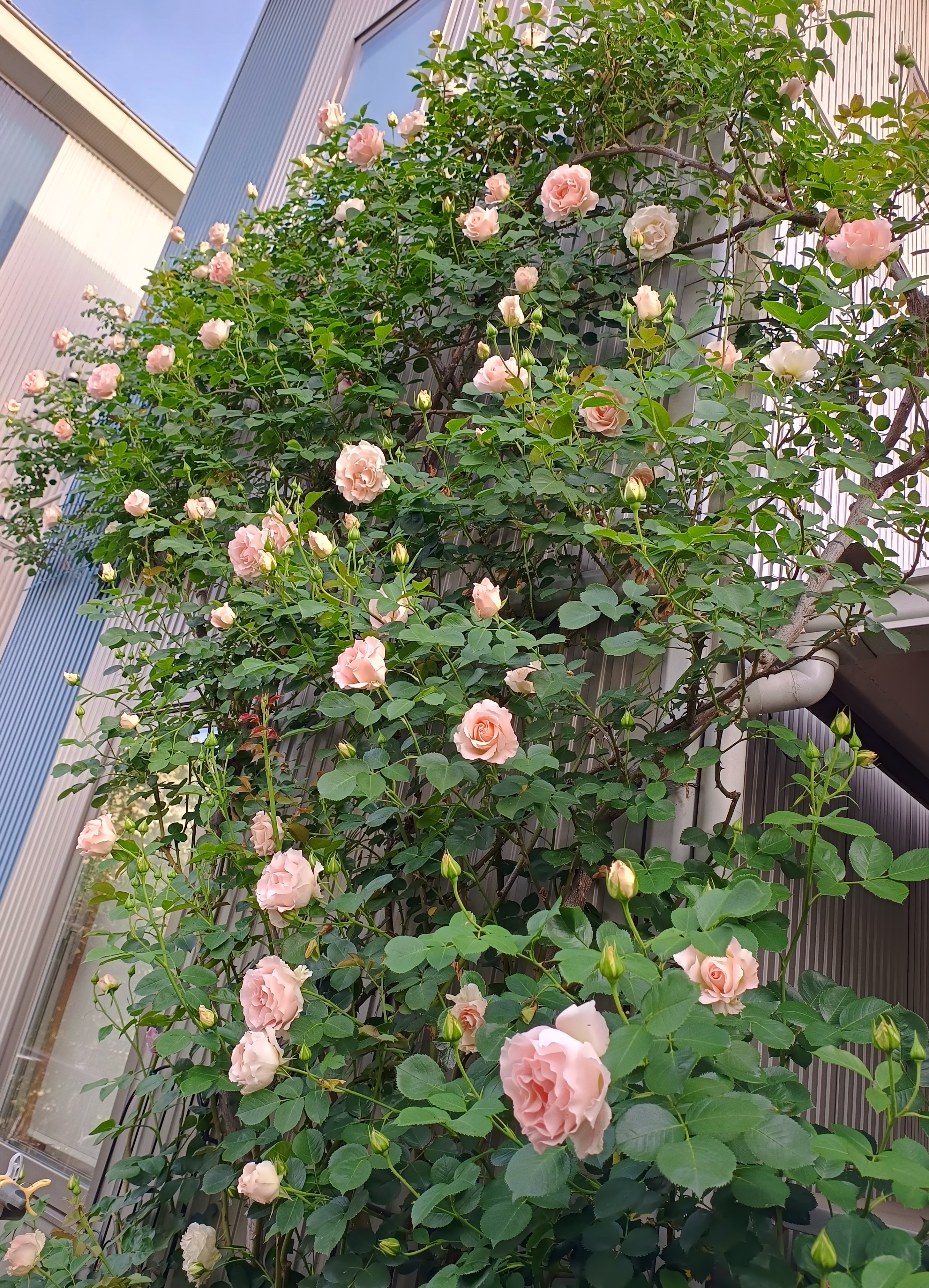 他の方発送×【薔薇】　肉質画 新しいバラ | Okamoto Issen Graphic Design Co.,Ltd.