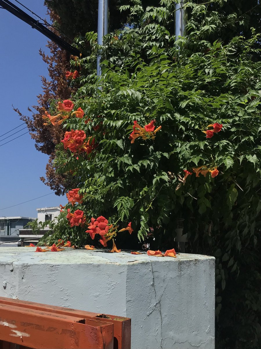 쨍한 햇살 아래 능소화
숨 가쁘게 오른 언덕 끝에서 만나 더욱 반가웠던