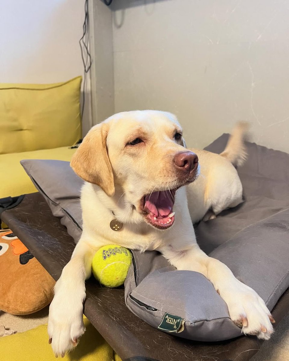 This little dog is still so cute while yawning, ready to take on the day? 🐶💤