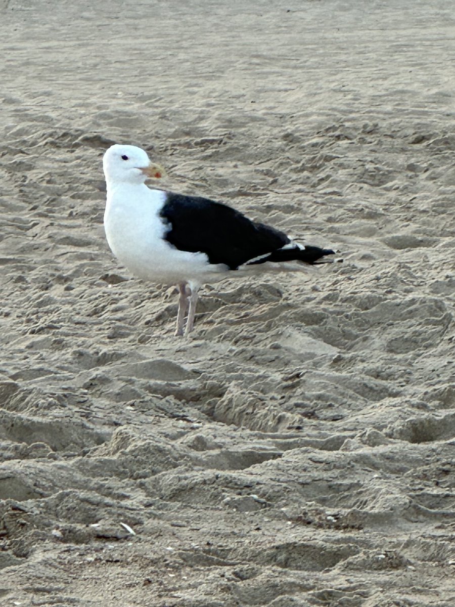 Bruce_SJ's tweet photo. Evening walk on the beach! https://t.co/I8RWAIKRYK