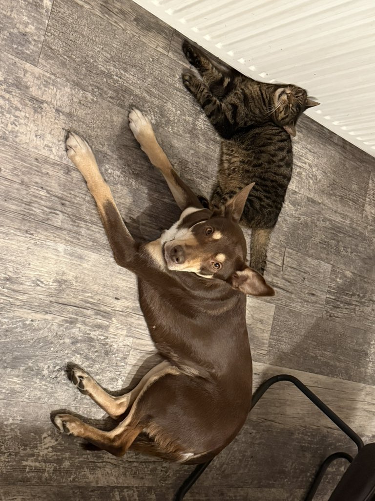 Anyone would think it was cold outside #falklands