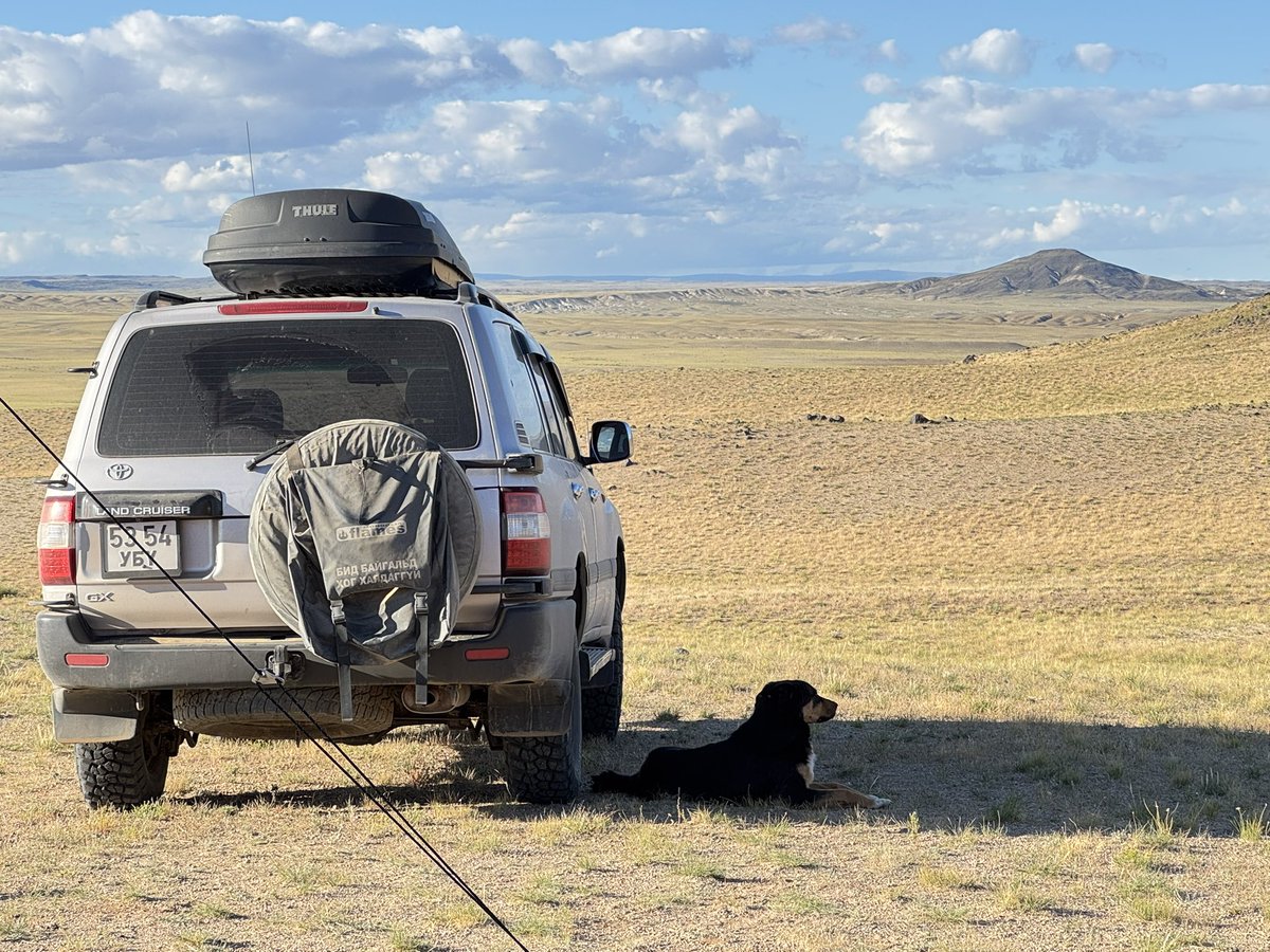 ExpeditionLive's tweet photo. Itโs that time of the field season when #dinodig25 crews are split btw Montana & Mongolia. #MADEx25 (Mongolian team) is up and running from base camp 1. Have a sweet new disco ger tent and camp dog. Time to find some #dinosaurs! Find our playlists here https://t.co/nzj2vBd7TF https://t.co/HBS2SUfItD