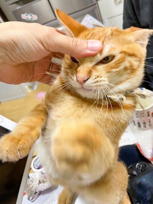 PostsOfCats's tweet photo. bros mad https://t.co/mOsmasUZOI