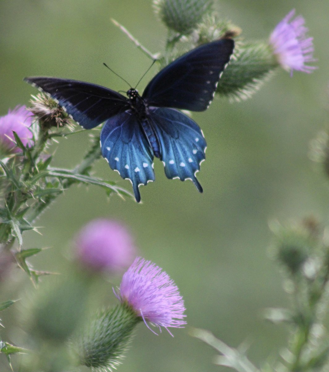 MoonGod32130913's tweet photo. Good evening from my summer garden 🦋💙
#PipevineSwallowtail
#Butterfly https://t.co/LDa0JOvIi1