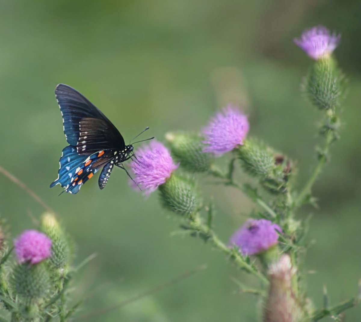 MoonGod32130913's tweet photo. Good evening from my summer garden 🦋💙
#PipevineSwallowtail
#Butterfly https://t.co/LDa0JOvIi1