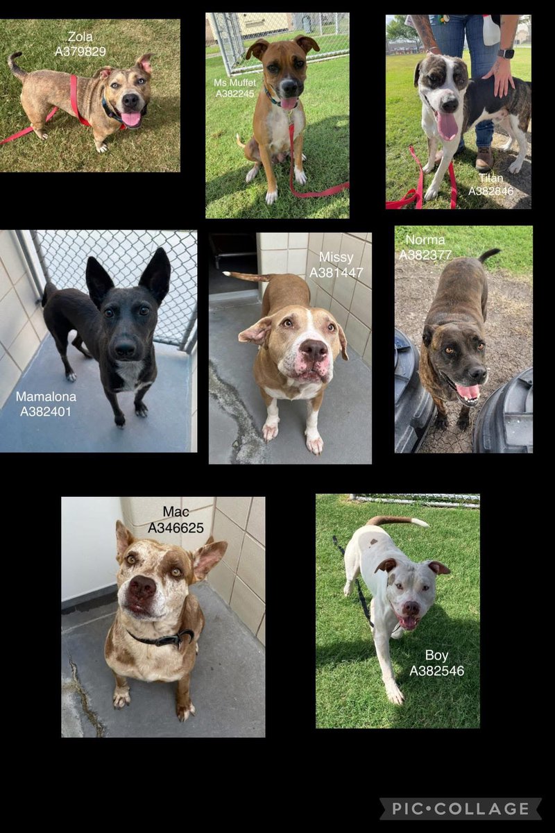 🆘WONDERFUL,LOVING dogs r ALL going to b KILLED tomorrow for space
PLZ #ADOPT #FOSTER #PLEDGE PLZ HURRY⏳️
BOY #A382546
NORMA #A382377
MAC #A346625
MAMALONA #A382401
Ms. MUFFETT #A382245
MISSY #A381447
TITAN #A382846
ZOLA #A379829 
CorpusChristiAnimalCareShelter