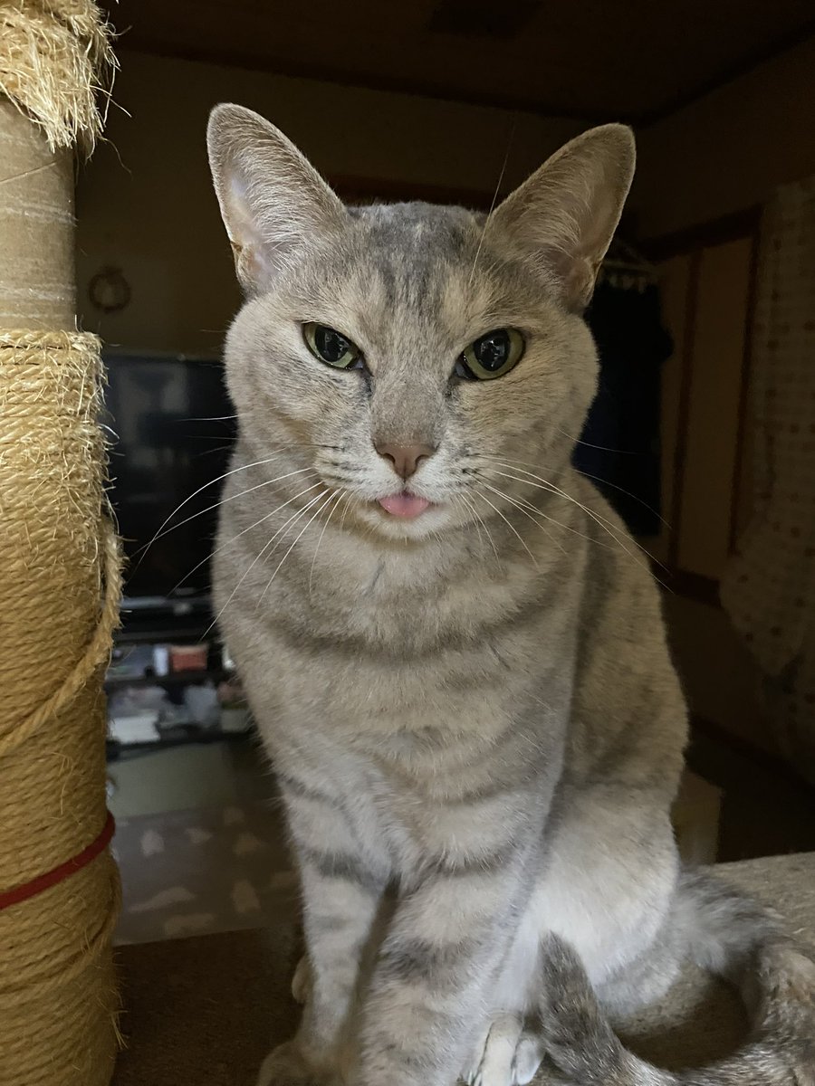 👅しまい忘れたさばみ

youtube.com/shorts/Jkz94T8…